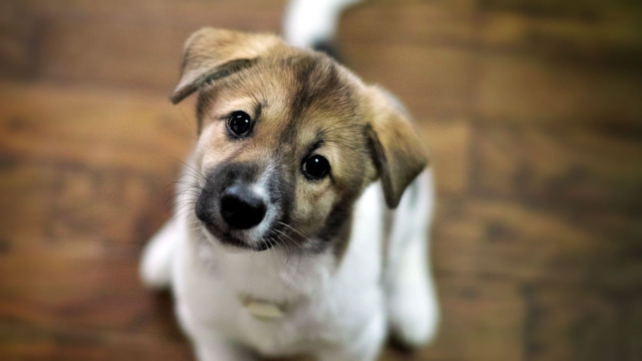 Охинская администрация потратит 800 тысяч рублей на отлов бездомных собак в 2019 году