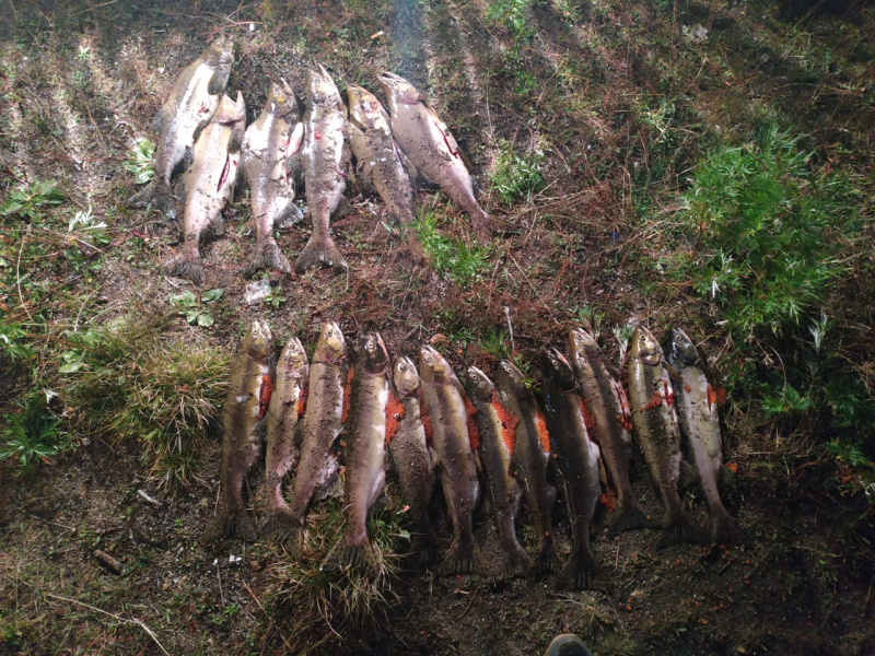 Охинка-браконьер поймана на берегу реки Волчинка
