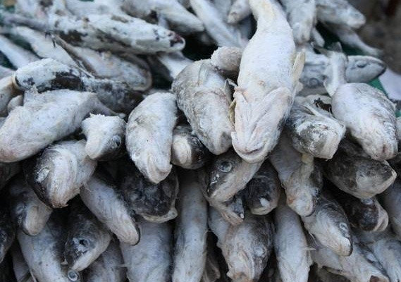 Почти 4 тысячи тонн зимней наваги выловили сахалинские рыбаки