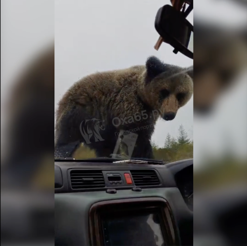 В Охинском районе любопытный медведь взгромоздился на капот авто и вырвал дворник