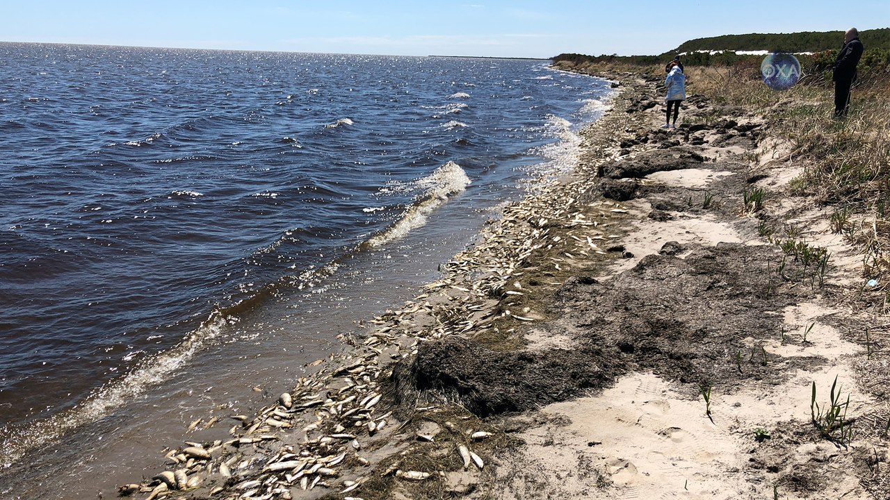 На берегу Пильтунского залива произошел массовый выброс корюшки (ОБНОВЛЕНО; ВИДЕО)