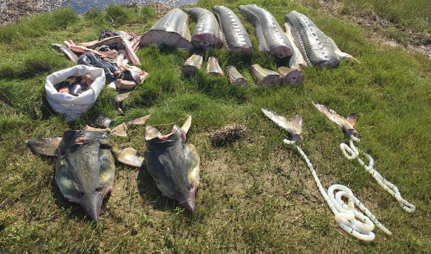 В Охинском районе браконьеры поймали и успели разделать девять туш калуги
