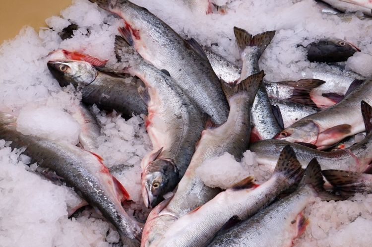 Охинцам в мае-июне предложат свежую рыбу по доступным ценам