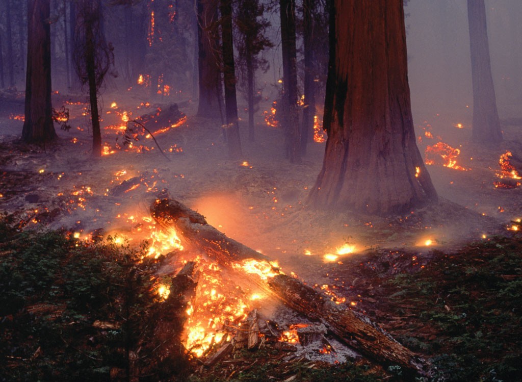 В Охинском районе прогнозируется высокая пожарная опасность лесов