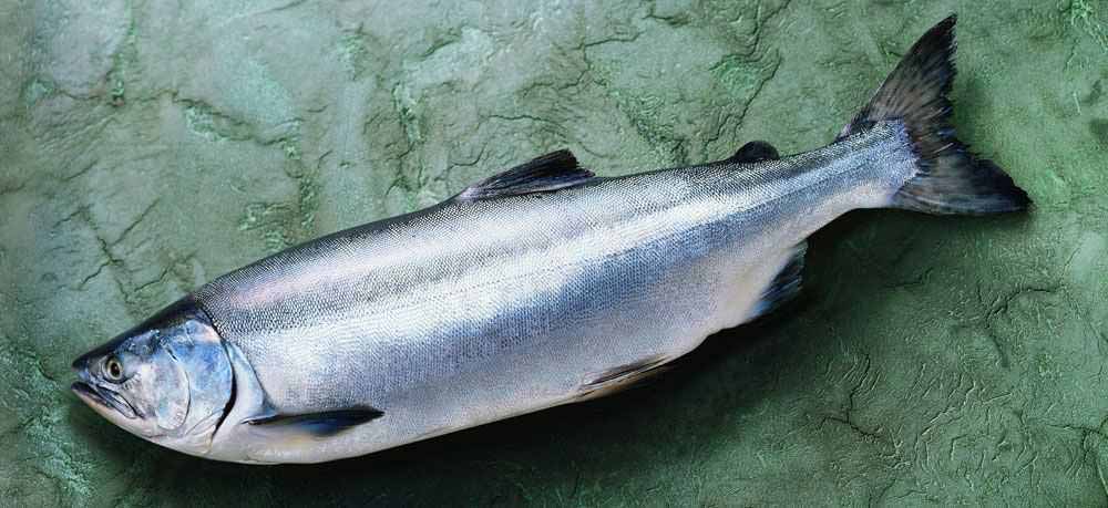 На Сахалине и Курилах добыто более 16,2 тысячи тонн лососей