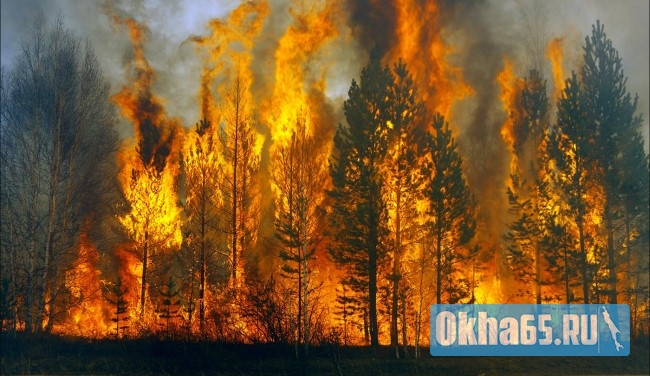 На севере Сахалина бушуют три пожара