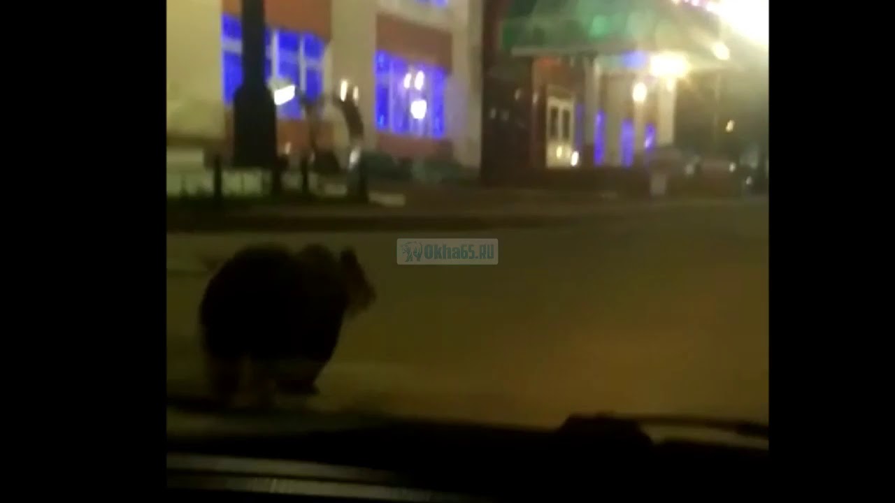 Медведь устроил пробежку по центральным улицам Охи