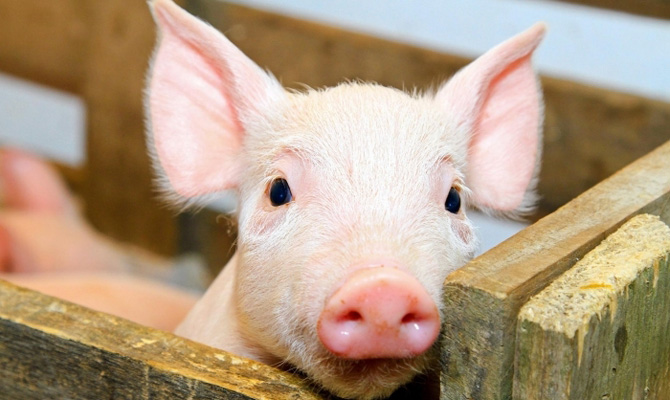 В Охинском районе на 41% сократилось поголовье свиней