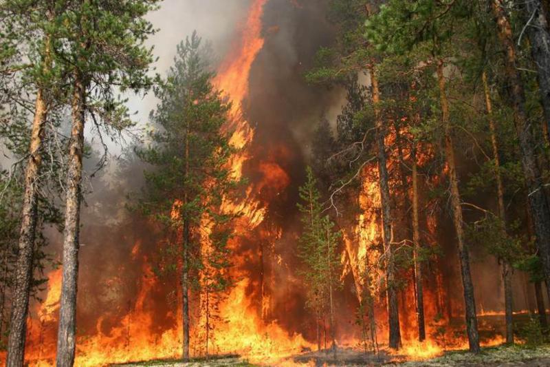 41 лесной пожар зарегистрирован в Сахалинской области в этом сезоне