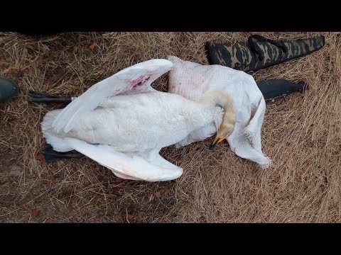Охинца осудят за убийство лебедя
