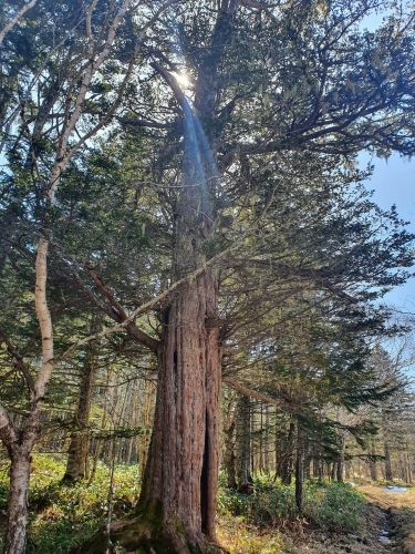 Жителей области просят проголосовать за уникальное дерево, названное Курильским Мудрецом