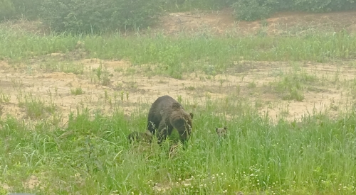«Если медвежата вернутся, – мне хана»: житель Тунгора рассказал, как пережил встречу с медведицей