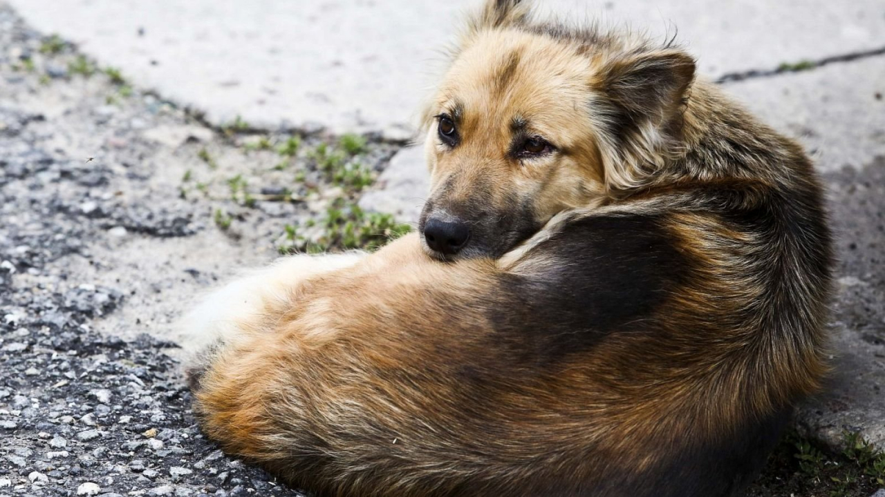 Охинцев призвали не подкармливать бездомных животных вблизи людных мест