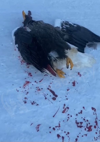 Погибшего краснокнижного белоплечего орлана нашли на дороге в Охинском районе