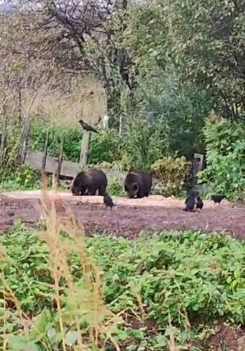 В Охе два медвежонка без матери прибились к дому местных жителей