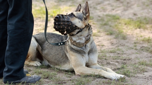На Сахалине ввели штрафы за выгул собак без намордника и поводка