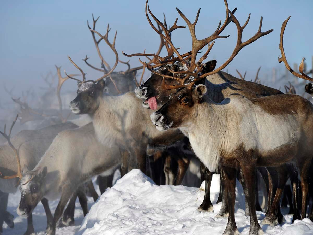 После массового убийства оленей в сахалинских лесах увеличат число рейдов