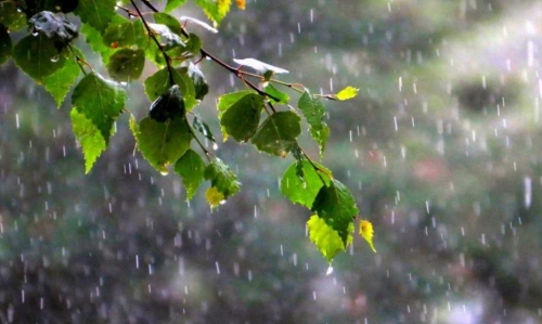 Кратковременные дожди придут на север Сахалина в воскресенье