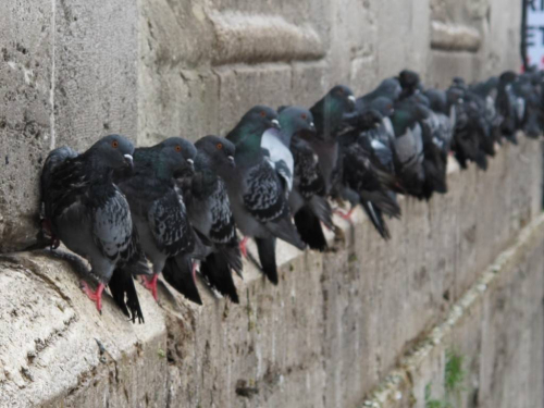 Жильцам дома в Охе мешает голубятня под окнами