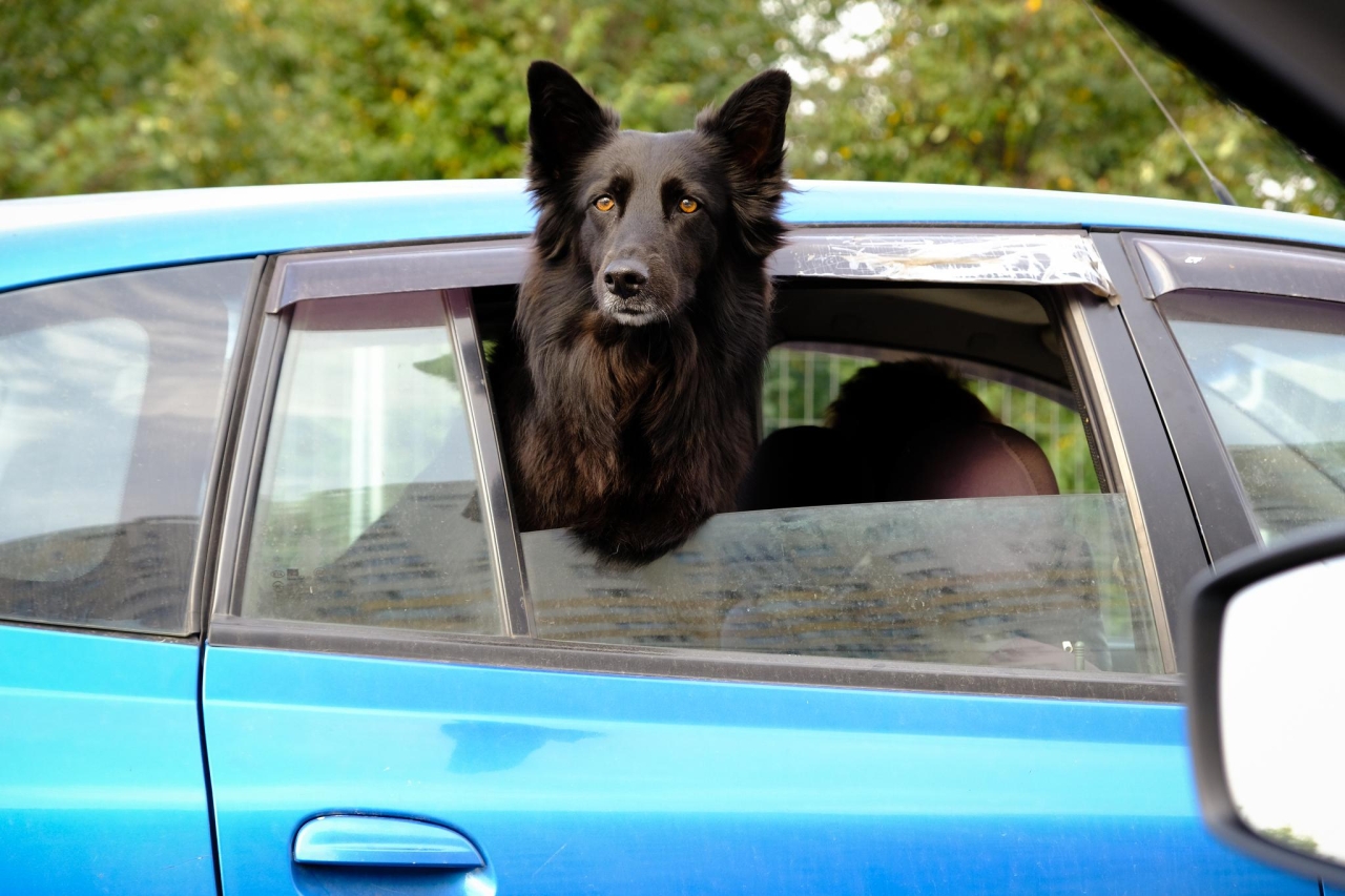 «Предъявите документик на собаку!»: с 1 сентября на Сахалине вводится обязательная регистрация домашних животных