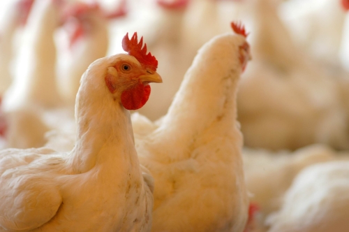 Губернатор поручил найти виновных в ситуации на сахалинской птицефабрике и следить за ценами на кур и яйца