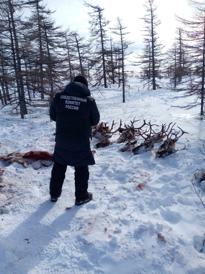 Вынесен приговор сахалинцам, обвиняемым в незаконной охоте на северного оленя в Охинском районе