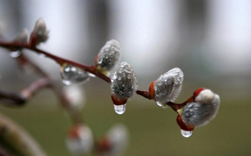 Небольшое понижение температуры и дожди ожидают север Сахалина на следующей неделе