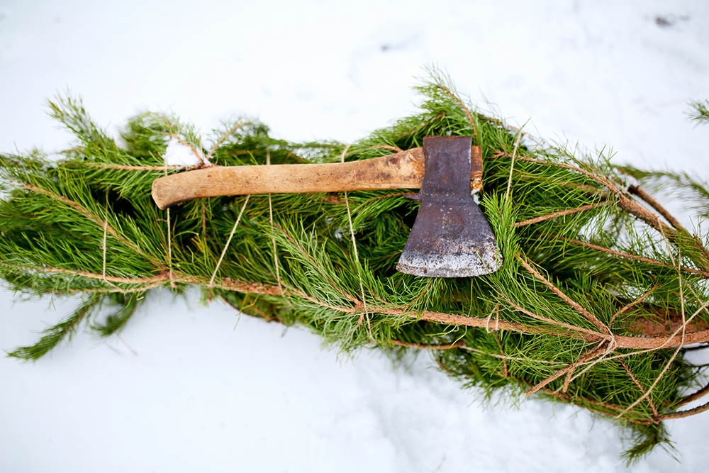 Срубил елку. Вырубка елка. Рубка ели. Рубит елку в лесу. Рубит елку.