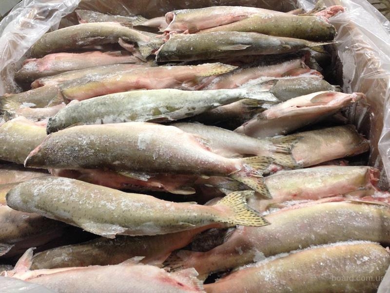 Скачок цен на мороженую рыбу зафиксирован в Охе