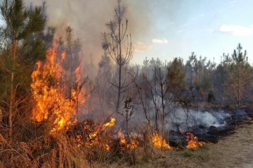 Восемь раз горел охинский лес в пожароопасном сезоне этого года